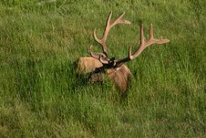 Elk Relaxing in Yellowstone