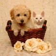 bestfriends