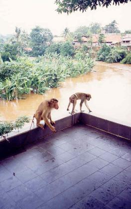 The Ciliwung River in mild flood from Blacky's Image Lounge, 2003