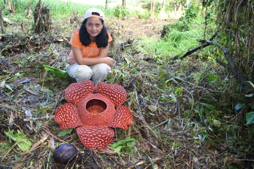 The Discovery of Rafflesia schadenbergiana in Central Mindanao