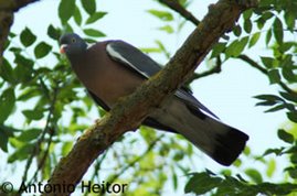 pombo torcaz