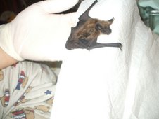 juvenile bat July 7th, 2007