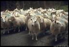 Rush Limbaugh"s Herd Is Scared