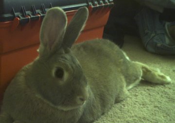 My Bunny