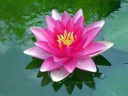 La flor del loto en la India simboliza divinidad, fertilidad, riqueza, conocimiento e ilustración,
