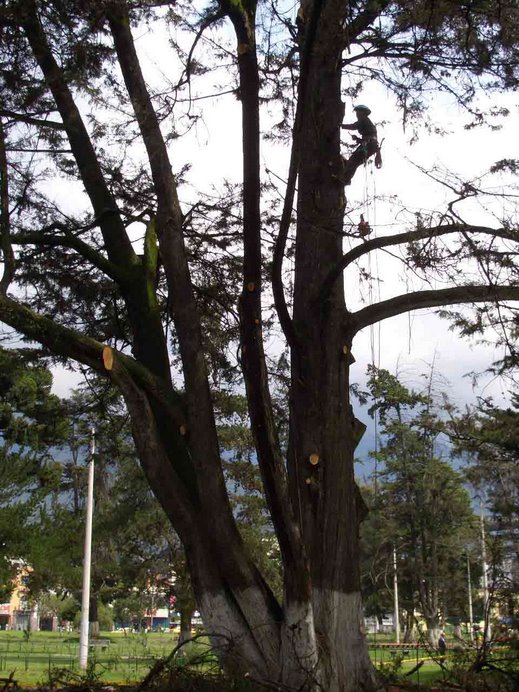 Rescate de los árboles patrimoniales de Quito