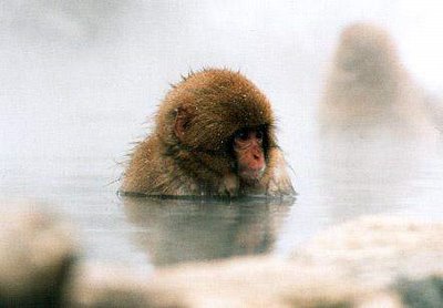 Monkey in onsen