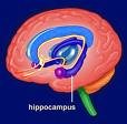 HIPPOCAMPUS