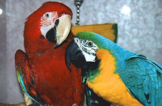 My Macaws