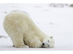 這麼可愛的北極熊，你捨得他消失ㄇ？？