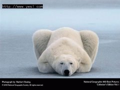 對抗全球暖化，連北極熊都行大禮「拜託！拜託！」