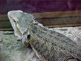 bearded dragon