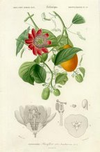 Lamina de Passiflora