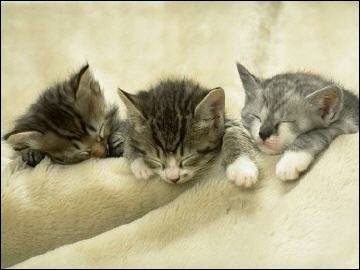 los tres gatitos hermosos