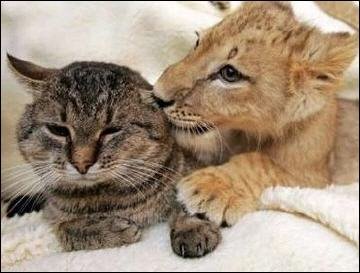gato y león.