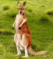 Australian Red Kangaroo