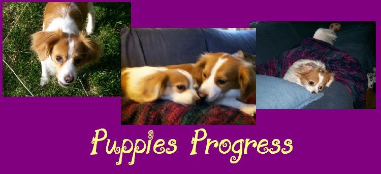 Puppies Progress