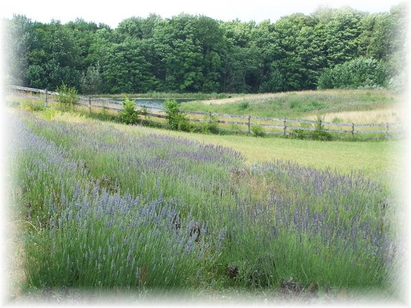 Daybreak Lavender Farm