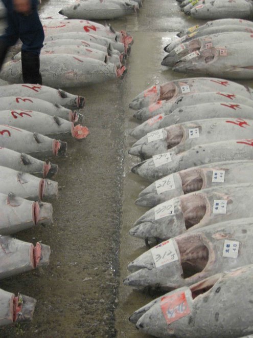 The Tuna Auction at the FIsh Market