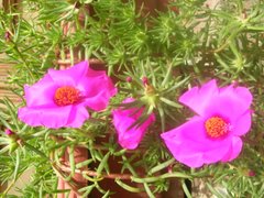 Flores de mi jardin