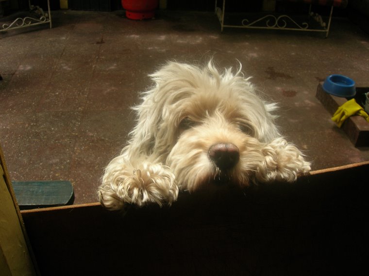 Mi mascota Sofia ^.^