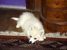 Siku as a puppy, 2005