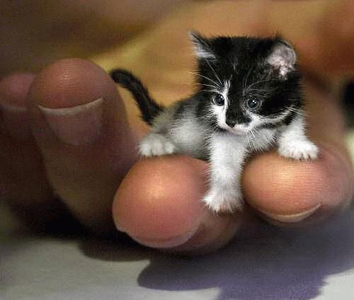 little kitty