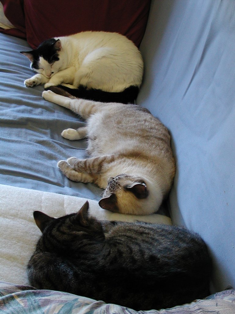 three on the futon