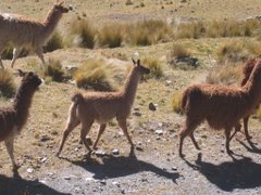 Llamas and El Pacas