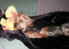 Ronnie"s Duck