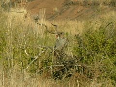 Our third sighting of the day - a curious and playful Kudu