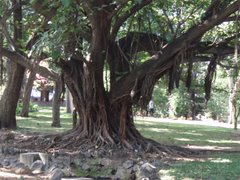 Maputo: Gigantic tree in the park