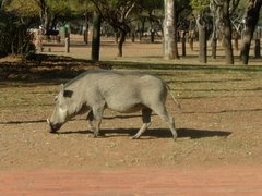 Warthogs in the eating area
