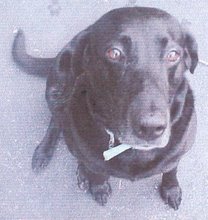 Miss Roxy