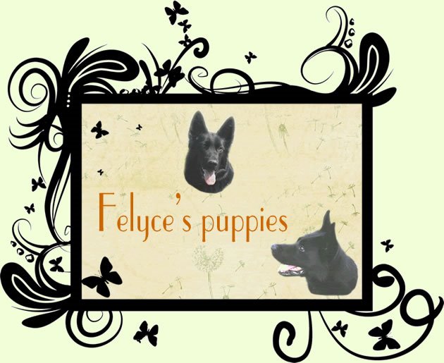 Felyce's puppies