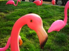 yes...a pink flamingo