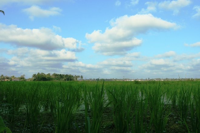 padi field