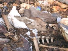 4.Animales victimas de contaminacion ambiental