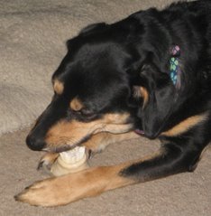 Daisy with Rawhide