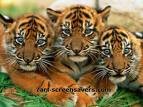 aint they the cutiest