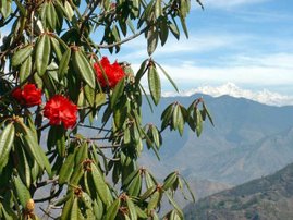 Rhododendrons in Mussoorie