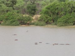 Hippos, or at least their backs