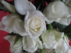 WHITE ROSES