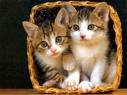 CUTE KITTENS