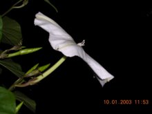 Ipomoea Alba