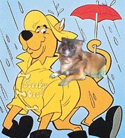 Scoopy where is my raincoat????