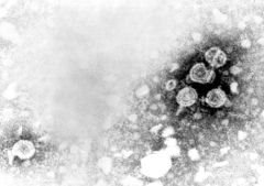 Viriones de la Hepatitis B