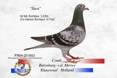Best Pigeons of Jan Aarden