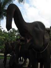 Elephant  Adventures