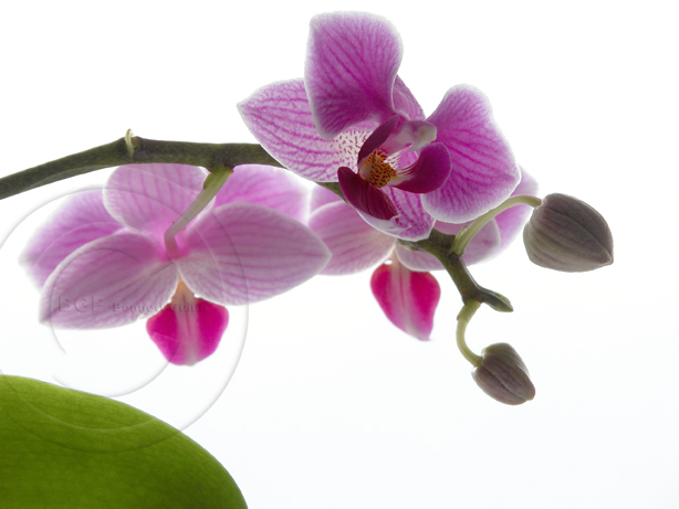 Orchid 25